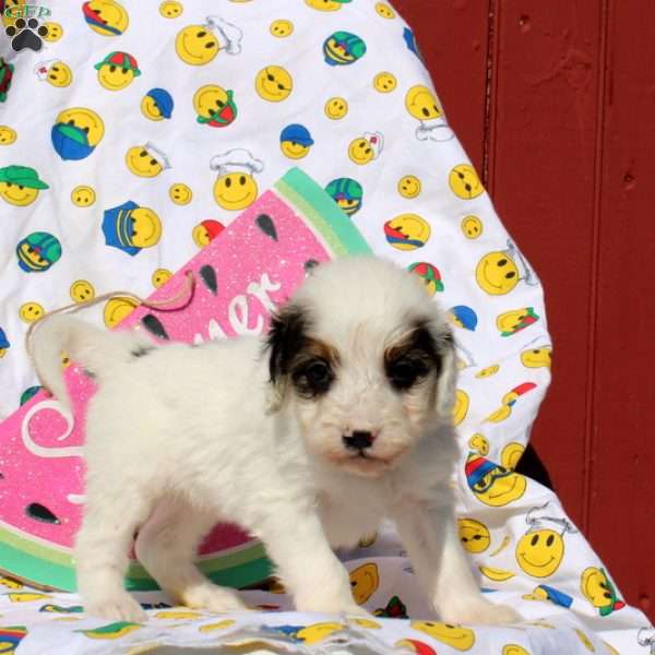 Faris, Mini Bernedoodle Puppy